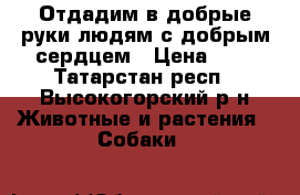 Отдадим в добрые руки людям с добрым сердцем › Цена ­ 0 - Татарстан респ., Высокогорский р-н Животные и растения » Собаки   